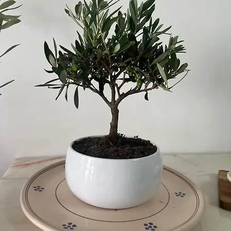 L'ulivo - A Due Passi Dal Mare